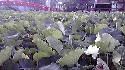 蓮の花