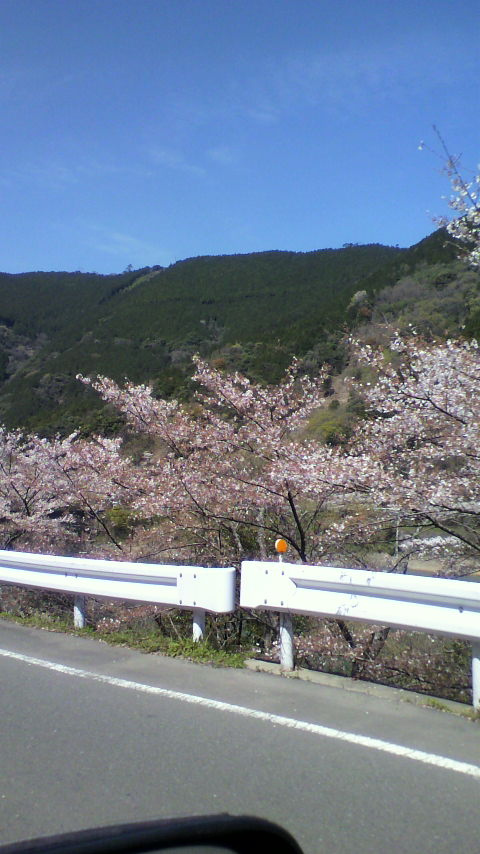 桜の里