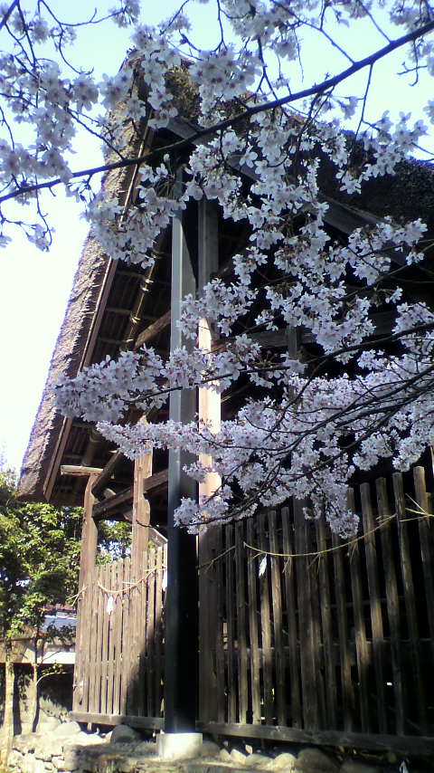 老神神社桜