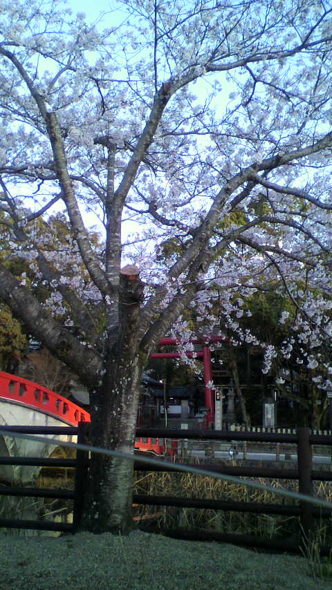 青井神社桜