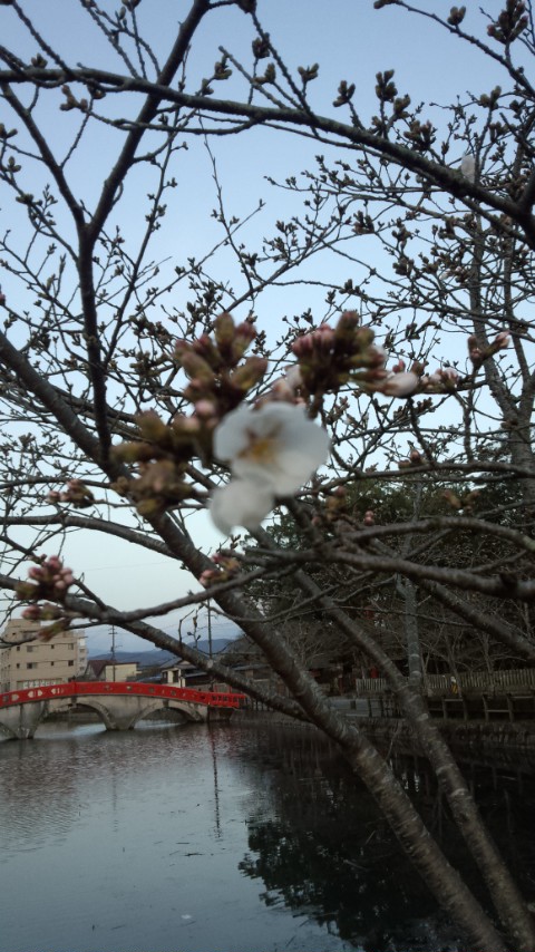 桜の様子