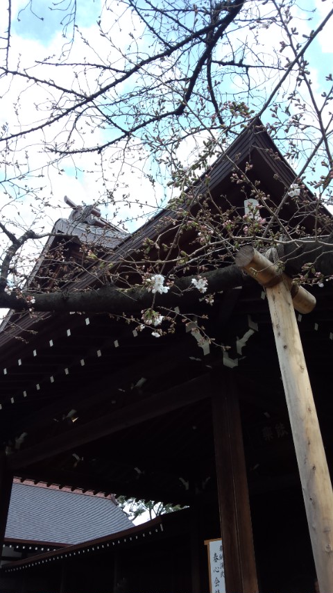 靖國神社の桜