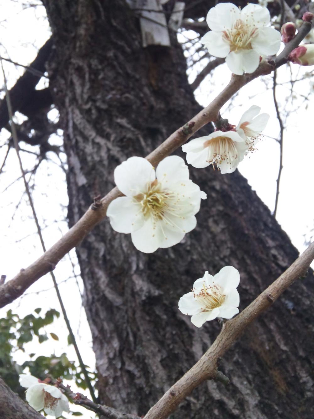 梅の花