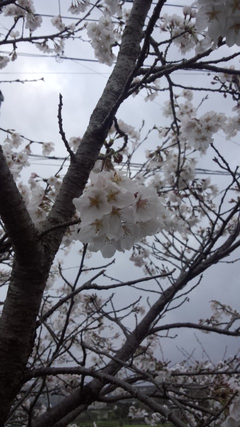 sakura