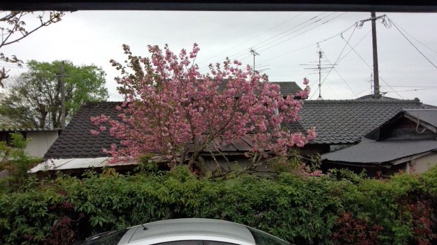 八重桜