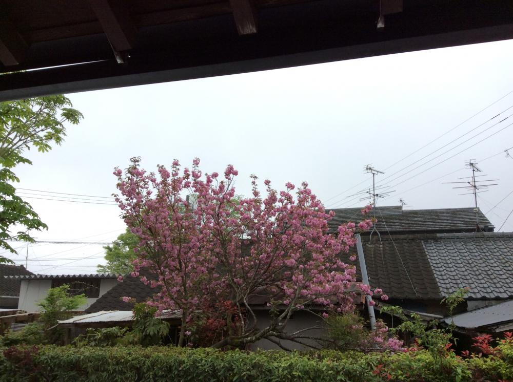 八重桜